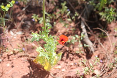 Glaucium corniculatum