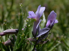 Polygala venulosa