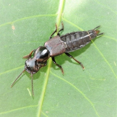 Antimerus punctipennis