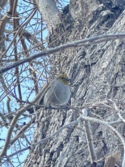Auriparus flaviceps