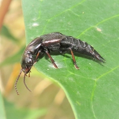 Antimerus punctipennis