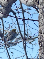 Auriparus flaviceps