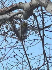Auriparus flaviceps