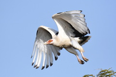 Gypohierax angolensis