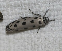 Ethmia sphaerosticha