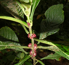 Hoffmannia congesta