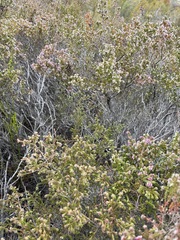 Blaeria