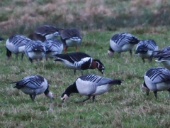 Branta ruficollis