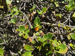 Coprosma montana