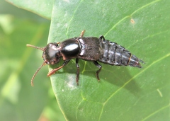 Antimerus punctipennis
