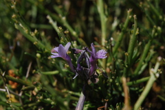 Polygala venulosa