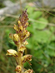 Orobanche reticulata