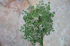 Sarcocapnos enneaphylla