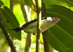 Ilicura militaris