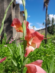 Gladiolus × hortulanus