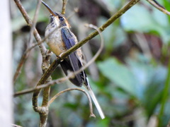 Phaethornis eurynome