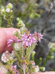 Blaeria