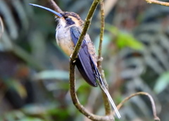 Phaethornis eurynome