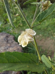 Gaya parviflora
