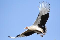 Gypohierax angolensis