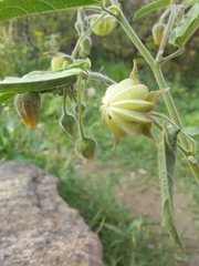 Gaya parviflora