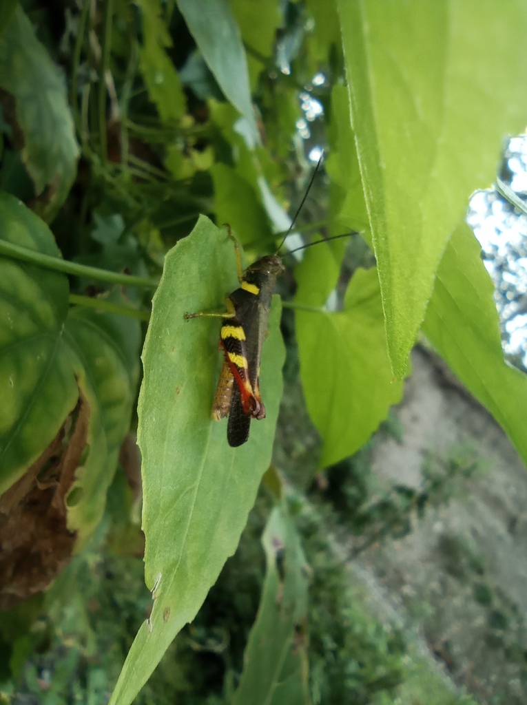 Apalacris celebensis (Apalacris celebensis)