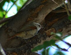 Cranioleuca pyrrhophia