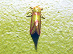 Masalia leucosticta