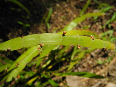 Muehlenbeckia platyclada