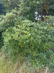 Rhododendron ponticum