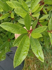 Rhododendron ponticum