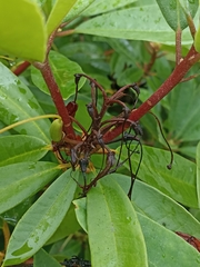 Rhododendron ponticum