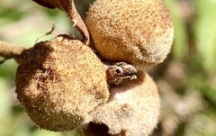 Andricus chrysolepidicola