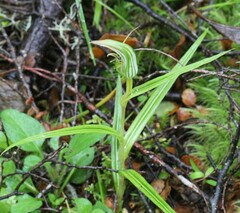 Pterostylis irsoniana