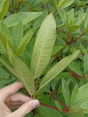 Rhododendron ponticum