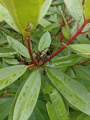 Rhododendron ponticum