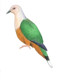 Cinnamon-Bellied Imperial-Pigeon photo 3