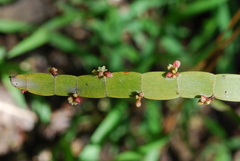 Muehlenbeckia platyclada