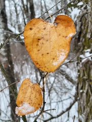 Smilax lasioneura