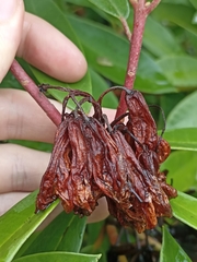 Rhododendron ponticum