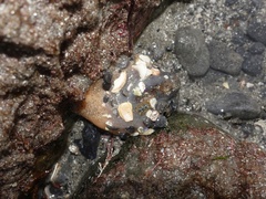 Urticina felina