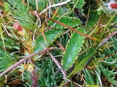 Brachyglottis bellidioides