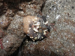 Urticina felina