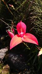 Disa uniflora
