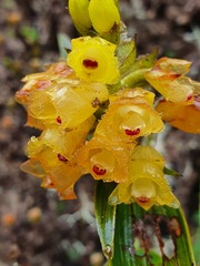 Elleanthus aurantiacus