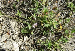 Thymus odoratissimus