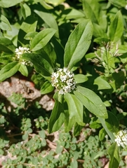 Spermacoce dasycephala