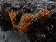 Hymeniacidon perlevis