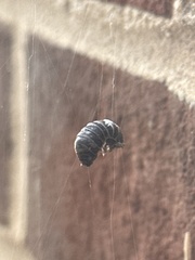 Armadillidium vulgare