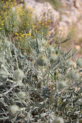 Cirsium echinatum